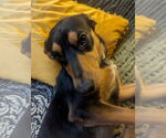 Small #3 Doberman Pinscher Mix