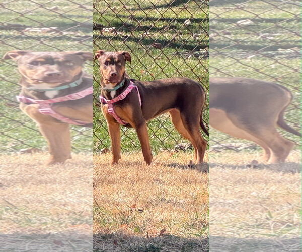 Medium Photo #4 Bulldog-Labrador Retriever Mix Puppy For Sale in Tarrytown, GA, USA