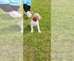 Small #2 Brittany