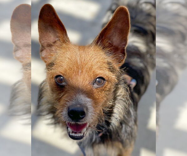Medium Photo #8 Mutt Puppy For Sale in Corona, CA, USA