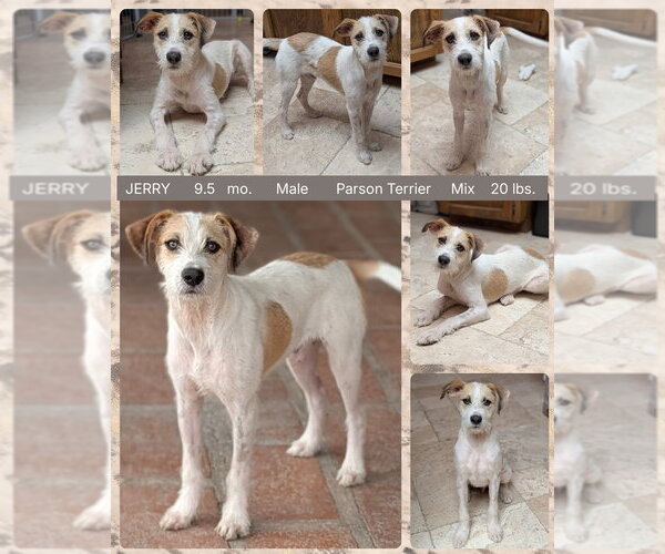 Medium Photo #1 Parson Russell Terrier-Unknown Mix Puppy For Sale in Mesa, AZ, USA