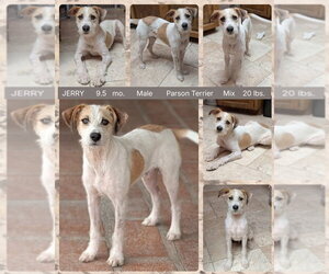 Parson Russell Terrier-Unknown Mix Dogs for adoption in Mesa, AZ, USA