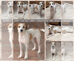 Small Parson Russell Terrier Mix