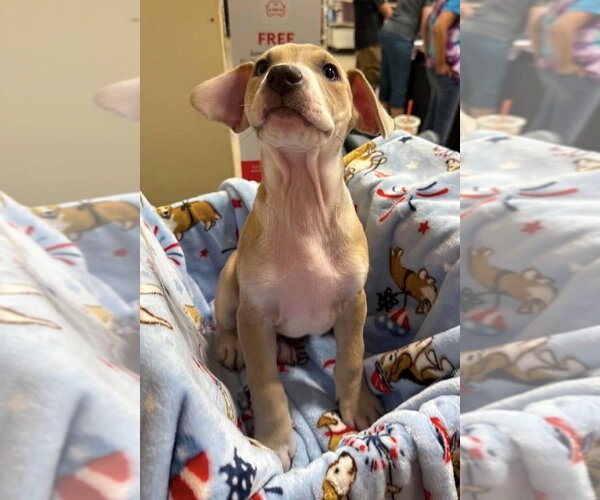 Medium Photo #18 Mutt Puppy For Sale in Wenonah, NJ, USA
