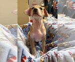 Small #17 Mutt