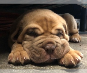 Dogue de Bordeaux Puppy for sale in CLEARWATER, FL, USA