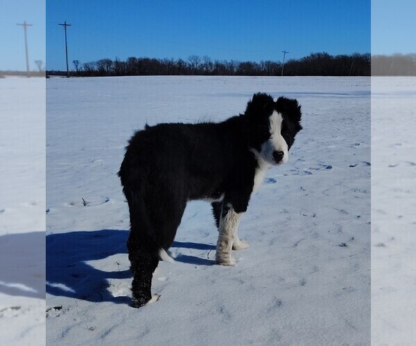 Medium Photo #10 Border Collie Puppy For Sale in NORBORNE, MO, USA