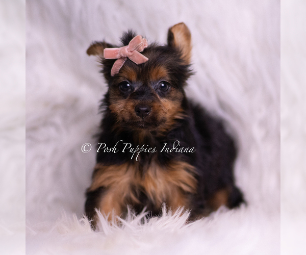Medium Photo #24 Yorkshire Terrier Puppy For Sale in WARSAW, IN, USA