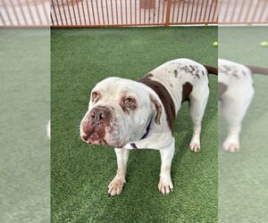 American Bulldog-Unknown Mix Dogs for adoption in Las Vegas, NV, USA