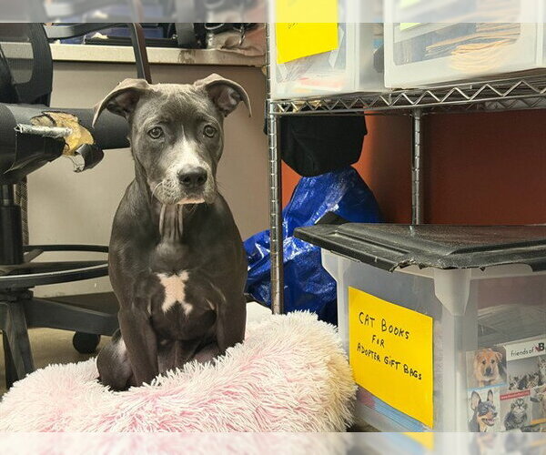 Medium Photo #1 American Pit Bull Terrier Puppy For Sale in Berkeley , CA, USA