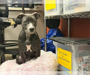 American Pit Bull Terrier Dogs for adoption in Berkeley , CA, USA