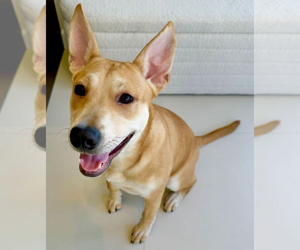 Medium Photo #11 Mutt Puppy For Sale in Dana Point, CA, USA
