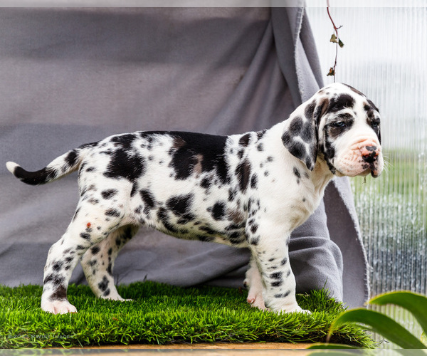 Medium Photo #20 Great Dane Puppy For Sale in WAKARUSA, IN, USA