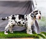 Small #10 Great Dane