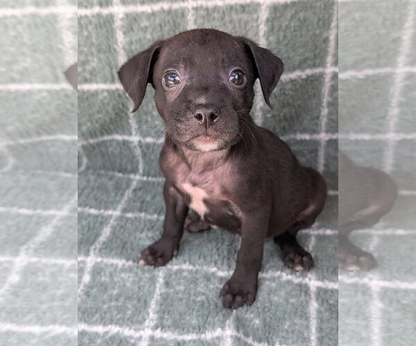 Medium Photo #3 Chihuahua-Unknown Mix Puppy For Sale in Oakhurst, NJ, USA