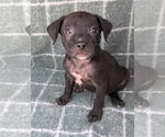 Small #2 Chihuahua Mix