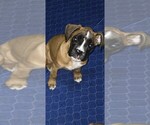 Small Boxer