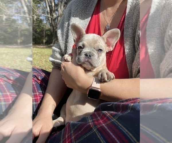 Medium Photo #2 French Bulldog Puppy For Sale in JACKSONVILLE, FL, USA