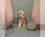 Small Photo #9 Maltese Puppy For Sale in RALEIGH, NC, USA