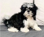 Small Photo #1 Shih Tzu Puppy For Sale in CINCINNATI, OH, USA