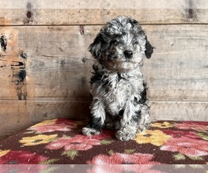 Cavapoo Puppy for Sale in VERMONTVILLE, Michigan USA