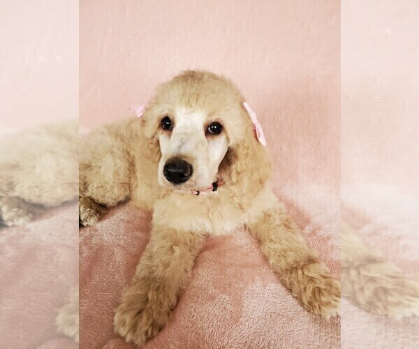 Medium Photo #21 Poodle (Standard) Puppy For Sale in TAMPA, FL, USA