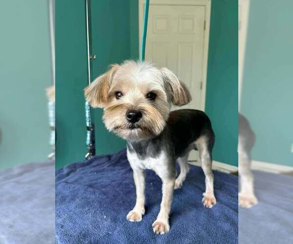 Medium Photo #7 Mutt Puppy For Sale in Gretna, NE, USA