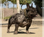 Small Photo #8 French Bulldog Puppy For Sale in PITTSBURG, CA, USA