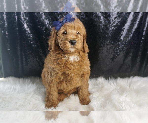 Medium Photo #4 Goldendoodle (Miniature) Puppy For Sale in WARSAW, IN, USA