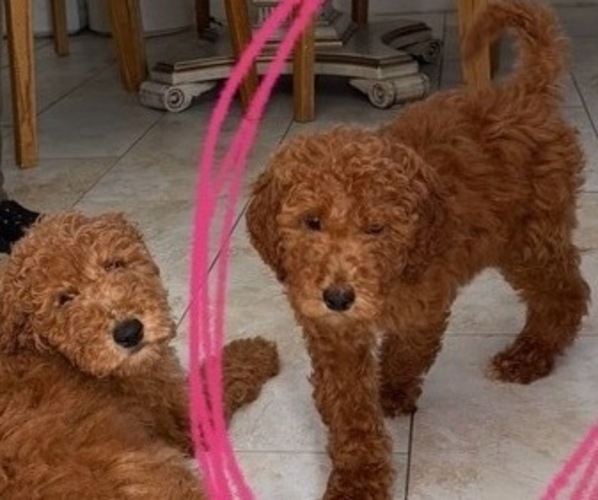 Medium Photo #1 Goldendoodle Puppy For Sale in LOS ANGELES, CA, USA