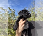 Small #7 Cardigan Welsh Corgi-Scottish Terrier Mix