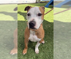 Mutt Dogs for adoption in Sanford, FL, USA