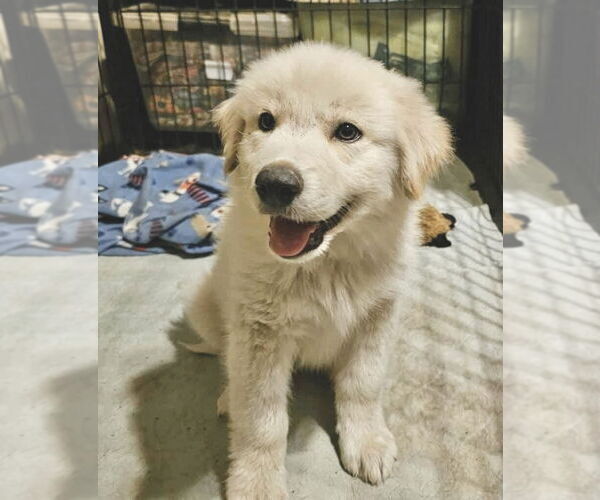 Medium Photo #2 Great Pyrenees Puppy For Sale in Spring, TX, USA