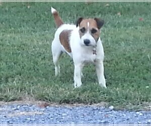 Father of the Jack Russell Terrier puppies born on 04/17/2019