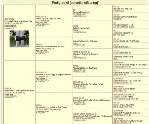 Medium Photo #6 Basenji Puppy For Sale in LEHI, UT, USA