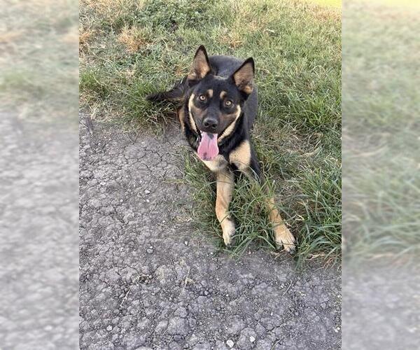 Medium Photo #1 German Shepherd Dog Puppy For Sale in Corpus Christi, TX, USA