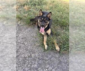 German Shepherd Dog Dogs for adoption in Corpus Christi, TX, USA