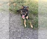 Small German Shepherd Dog