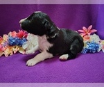 Small Photo #30 Border Collie Puppy For Sale in NORBORNE, MO, USA