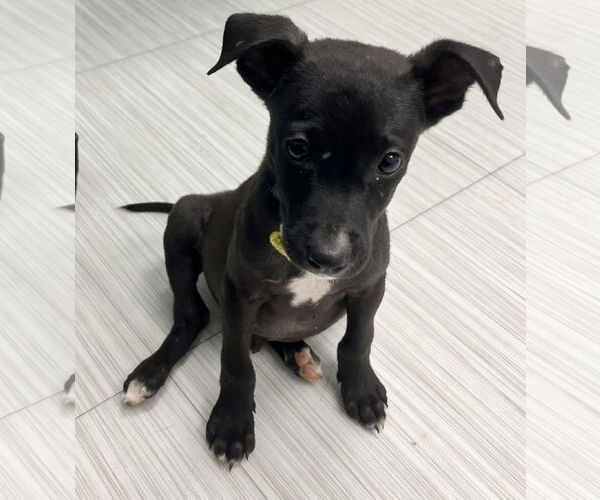 Medium Photo #14 Labrador Retriever-Unknown Mix Puppy For Sale in Holly Springs, NC, USA