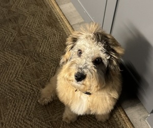 Aussie-Poo-Aussiedoodle Miniature Mix Puppy for sale in HASLET, TX, USA