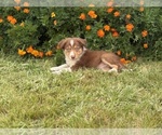 Small #8 Border Collie-Bordoodle Mix