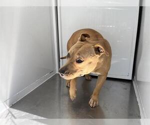 Mutt Dogs for adoption in Modesto, CA, USA