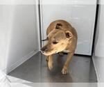 Small Mutt