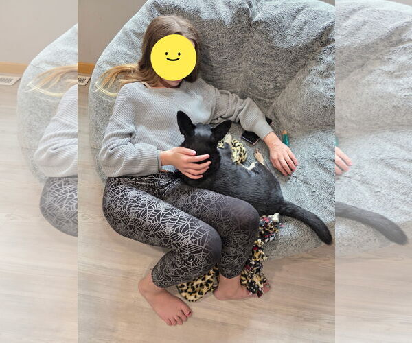 Medium Photo #2 Chipin Puppy For Sale in Montello, WI, USA