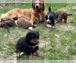 Small Photo #9 Great Bernese Puppy For Sale in IOLA, WI, USA