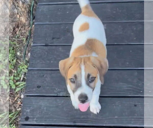 Medium Photo #2 Border Collie-Unknown Mix Puppy For Sale in Lakewood, CO, USA