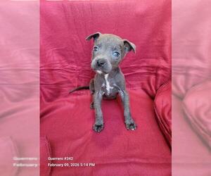 American Staffordshire Terrier-Unknown Mix Dogs for adoption in San Antonio, TX, USA