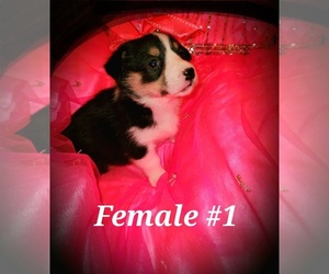 Pembroke Welsh Corgi Puppy for sale in RICHLAND, MO, USA