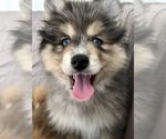 Small Photo #5 Pomsky Puppy For Sale in WOODSTOCK, CT, USA